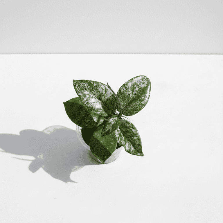 Variegated Hoya plant in a small pot on a white background.