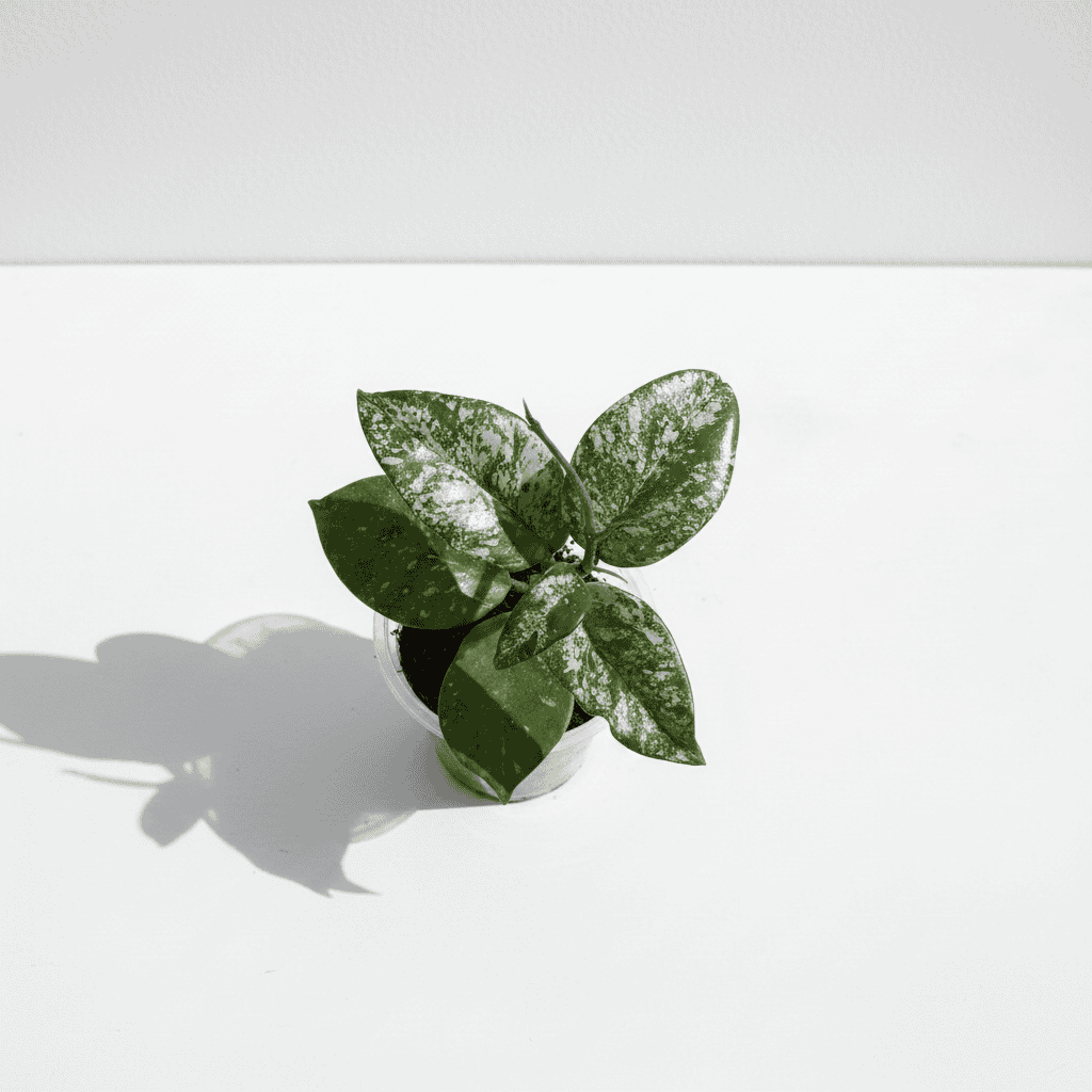 Variegated Hoya plant in a small pot on a white background.