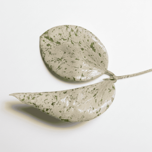 Variegated Hoya plant leaves on white background.