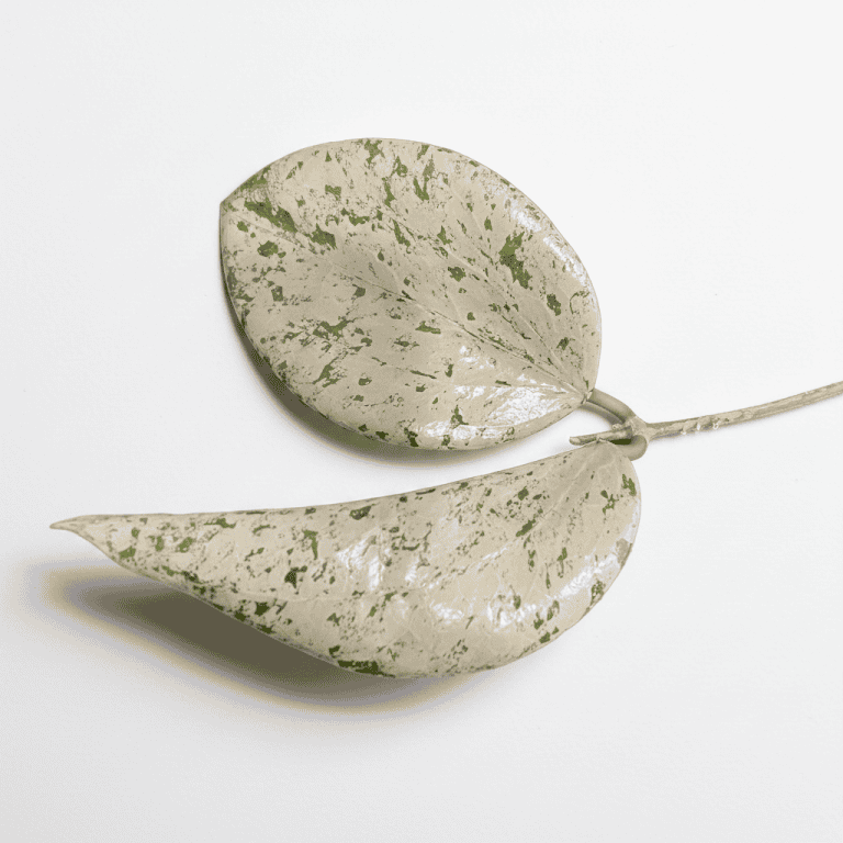 Variegated Hoya plant leaves on white background.