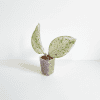 Variegated Hoya plant with green and white leaves in small pot.