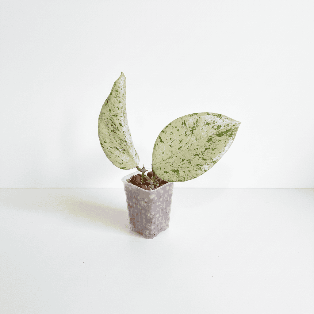 Variegated Hoya plant with green and white leaves in small pot.