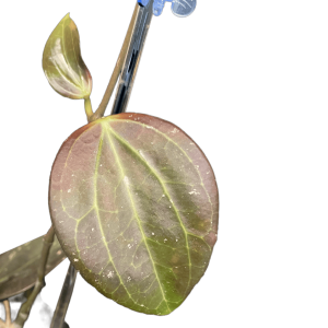 Hoya plant leaf with variegation and glossy texture, showcasing its unique foliage.