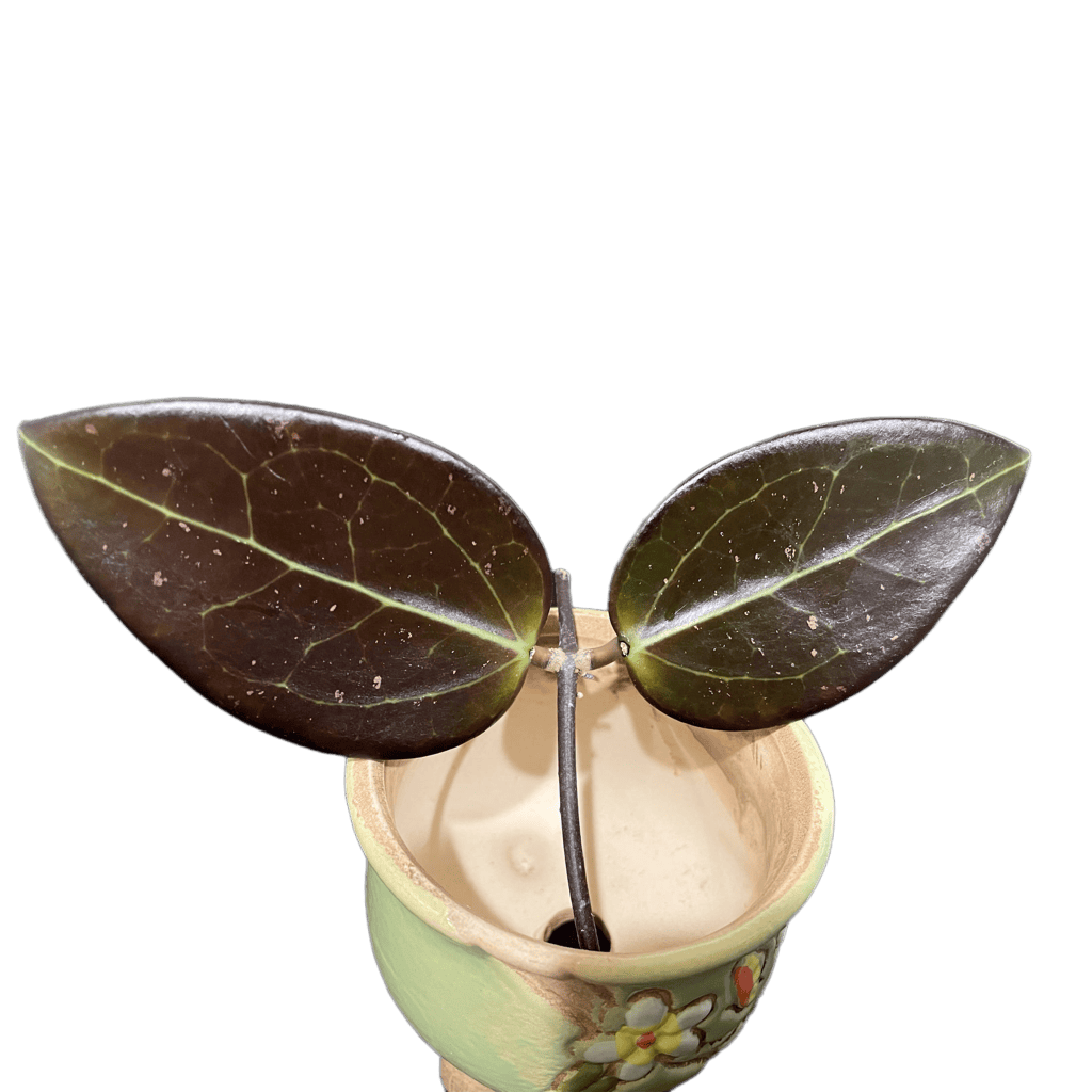 Hoya plant with dark green leaves in a colorful ceramic pot.