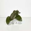 Hoya plant with green leaves in a white pot, indoor plant care.