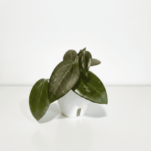 Hoya plant with green leaves in a white pot, indoor plant care.