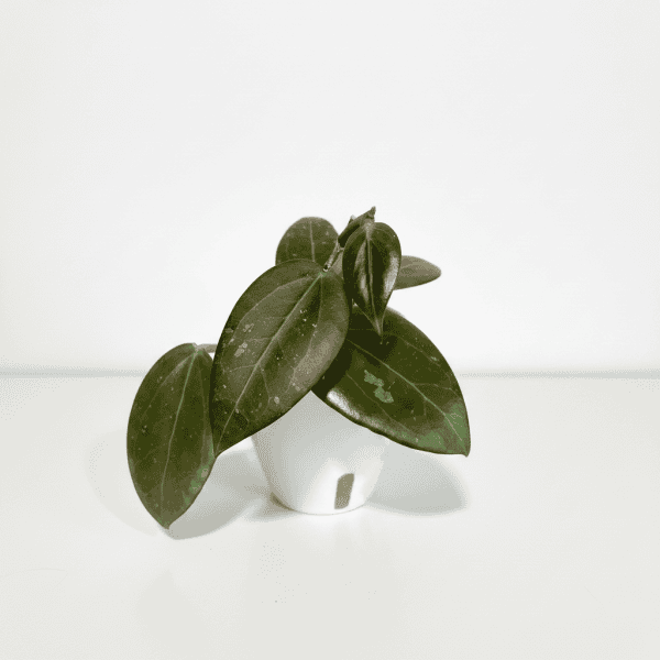 Hoya plant with green leaves in a white pot, indoor plant care.