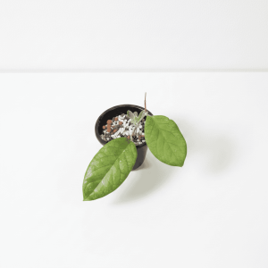 Young Hoya plant with large green leaves in a black pot.