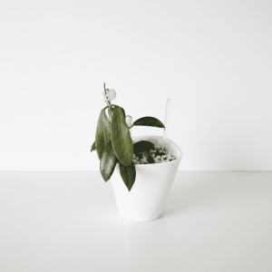 Hoya plant in a white pot, showcasing lush green leaves and a trailing growth habit.