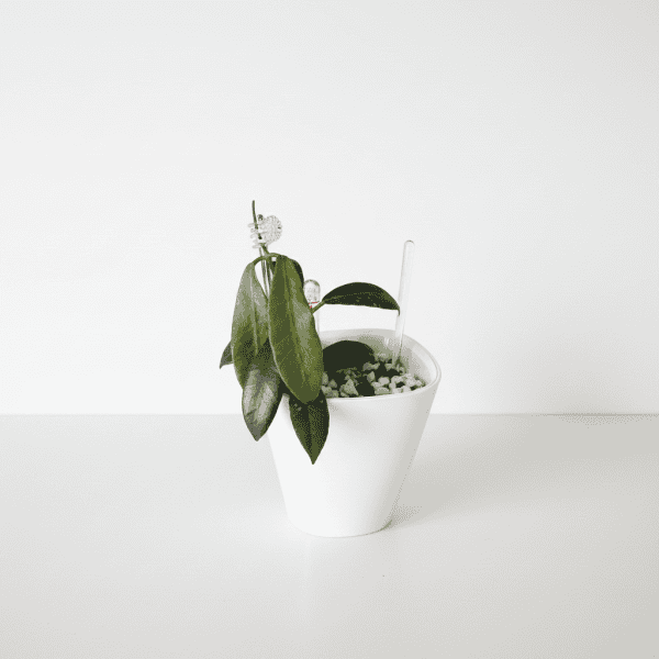 Hoya plant in a white pot, showcasing lush green leaves and a trailing growth habit.