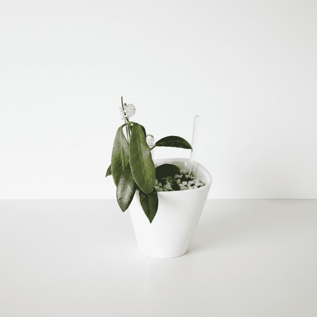 Hoya Plant in White Pot Hoya plant in a white pot, showcasing lush green leaves and a trailing growth habit.