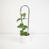 Hoya Plant in White Pot Hoya plant with trailing vines in a white pot, ideal for indoor decor.