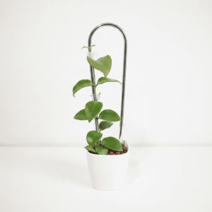 Hoya plant with trailing vines in a white pot, ideal for indoor decor.