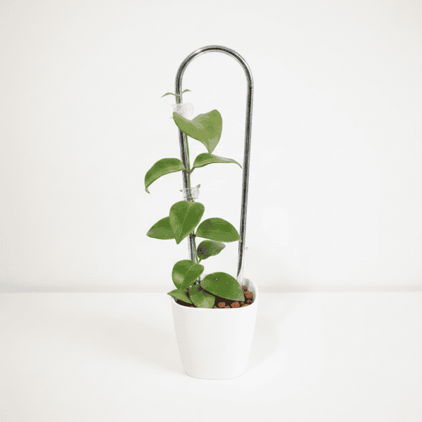 Hoya Plant in White Pot Hoya plant with trailing vines in a white pot, ideal for indoor decor.