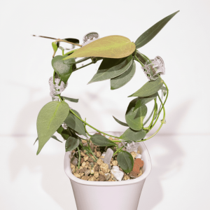 Hoya plant with trailing vines and green leaves in a white pot.