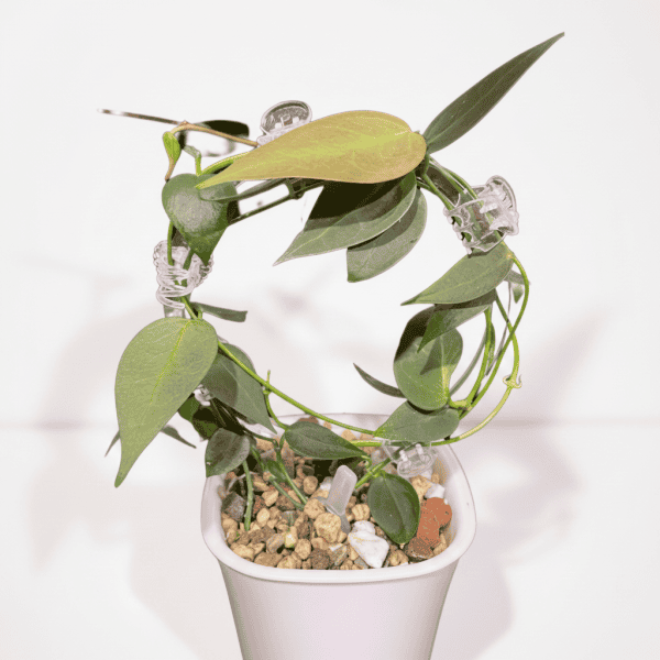 Hoya plant with trailing vines and green leaves in a white pot.