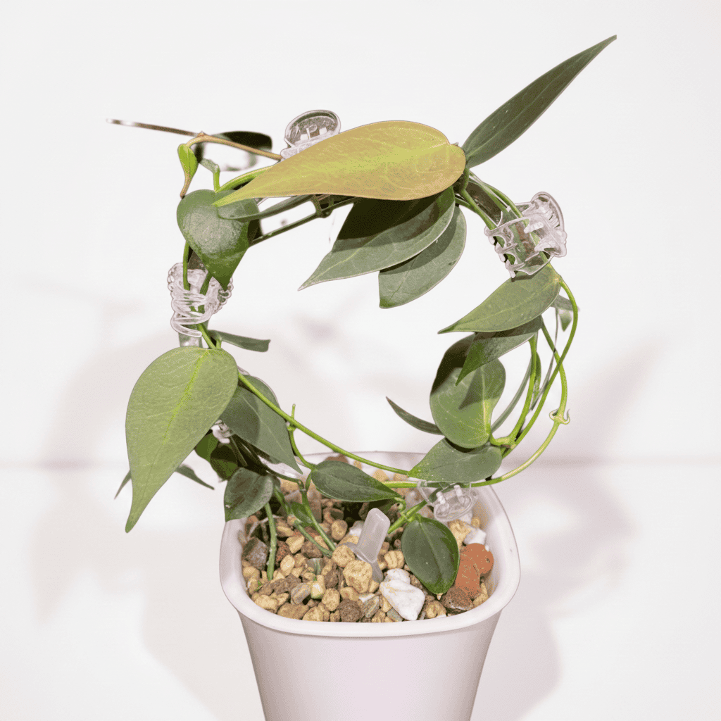 Hoya carrii (NS13-064) - Chicago Hoyas