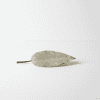Dried Hoya plant leaf on white background, close-up.