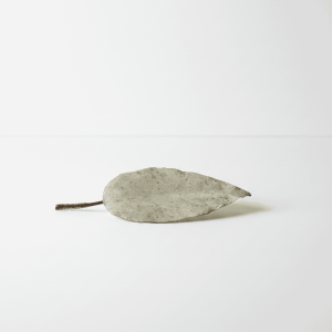 Hoya Leaf on White Background Dried Hoya plant leaf on white background, close-up.
