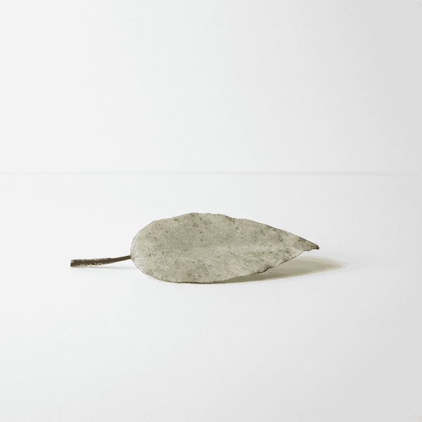 Dried Hoya plant leaf on white background, close-up.