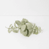 Hoya plant with green leaves on white background, indoor plant for home decor.