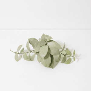 Hoya plant with green leaves on white background, indoor plant for home decor.