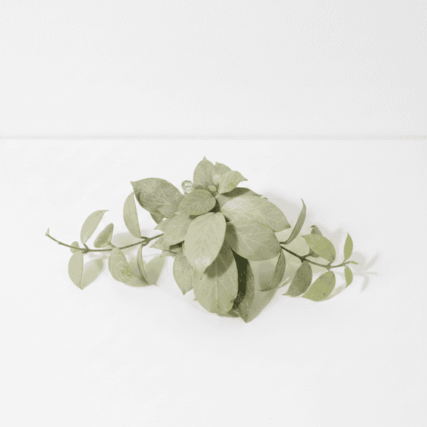 Hoya plant with green leaves on white background, indoor plant for home decor.