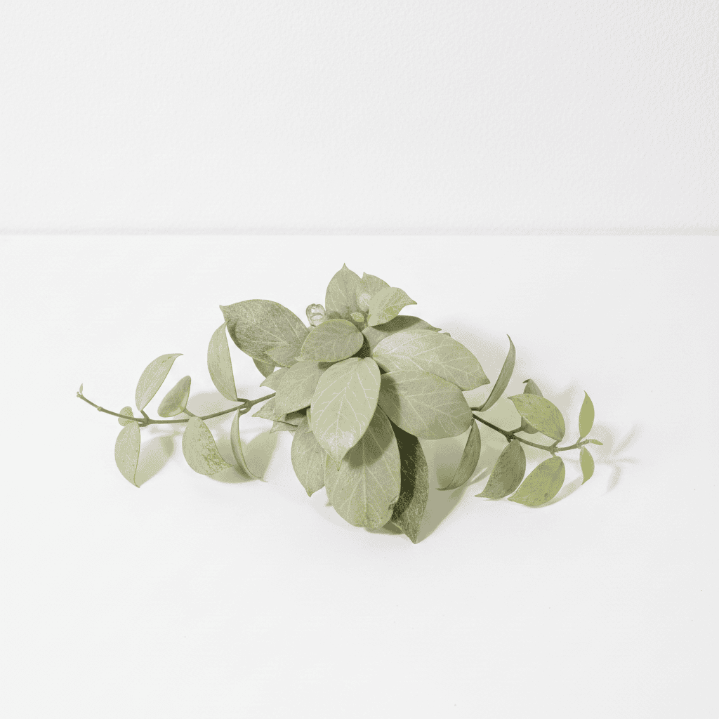 Hoya plant with green leaves on white background, indoor plant for home decor.