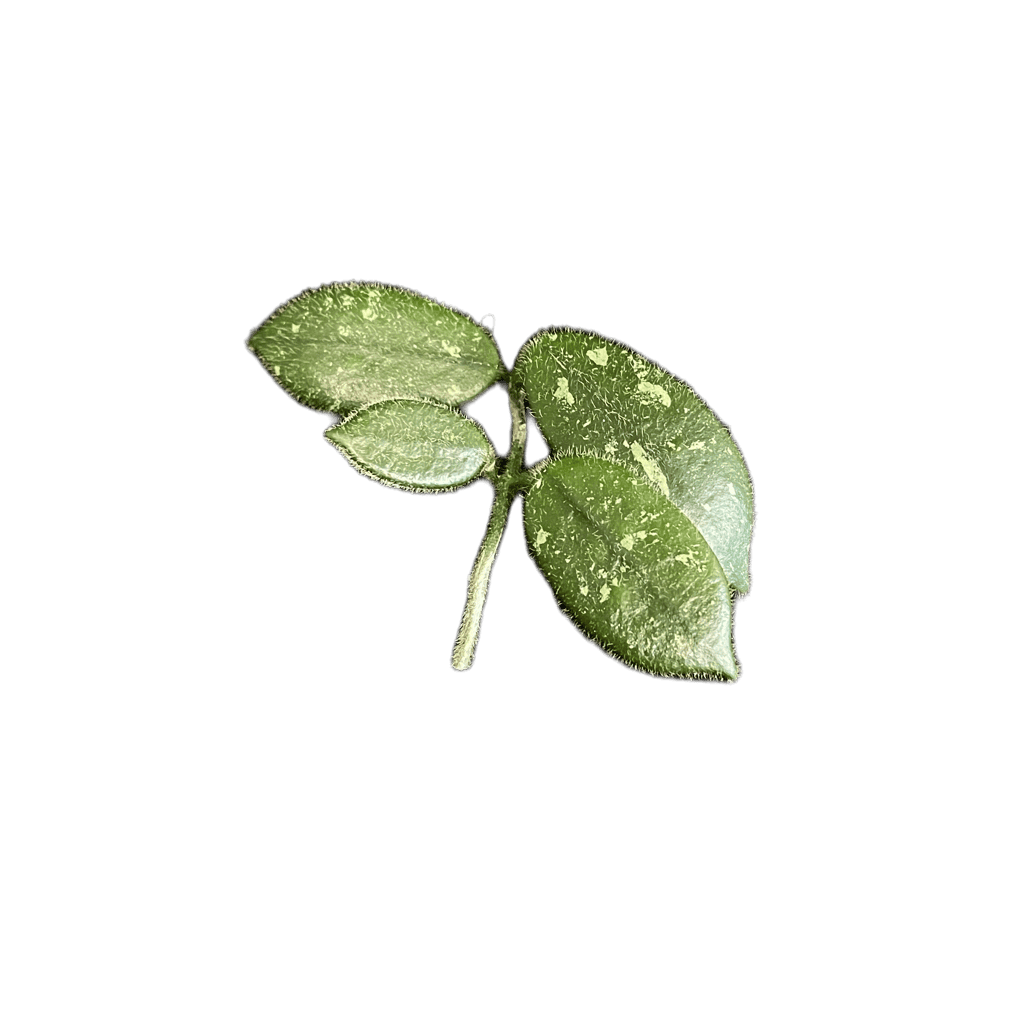 Close-up of a Hoya plant leaf with variegation and dust particles.