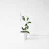 Hoya plant in a white pot, showcasing lush green foliage.