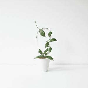 Hoya plant in a white pot, showcasing lush green foliage.