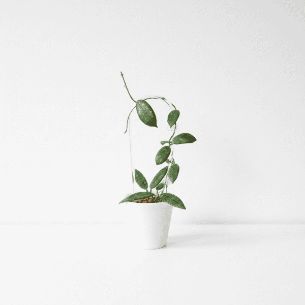 Hoya plant in a white pot, showcasing lush green foliage.