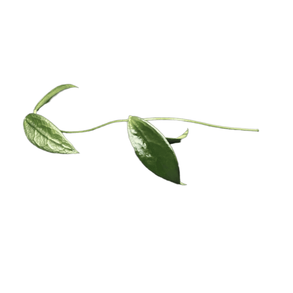 Fresh Hoya plant cutting with green leaves for propagation.