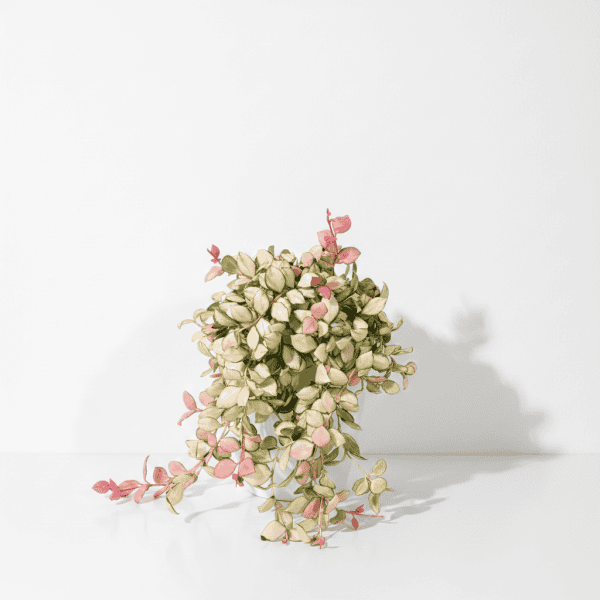 Hoya plant with pink and white variegated leaves in a white pot, displayed against a plain backgroun.