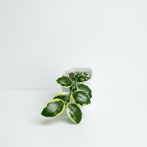 Hoya plant with variegated leaves in a white pot, ideal for indoor gardening.
