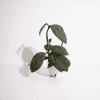 Hoya plant with green leaves in a small pot on white background.