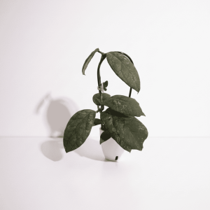 Hoya plant with green leaves in a small pot on white background.