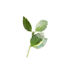 Close-up of a healthy Hoya plant leaf, showcasing its variegated green and white colors.