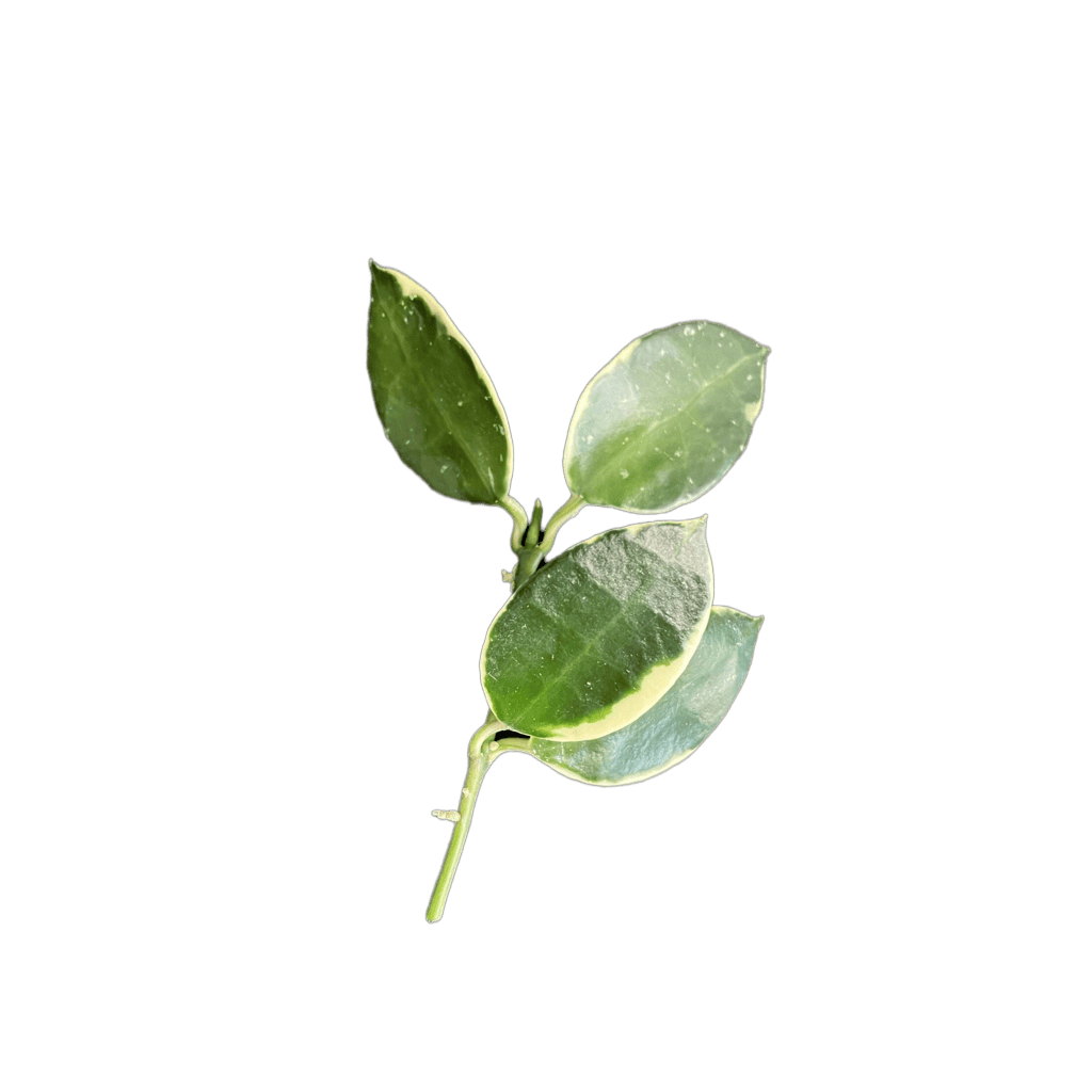 Close-up of a healthy Hoya plant leaf, showcasing its variegated green and white colors.