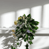 Hoya plant with variegated leaves on a white shelf, natural light.