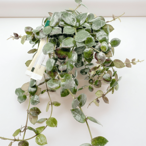 Hoya plant in pot Hoya plant with variegated leaves, ideal for indoor gardening.