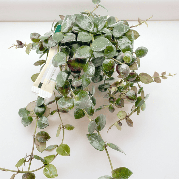 Hoya plant with variegated leaves, ideal for indoor gardening.