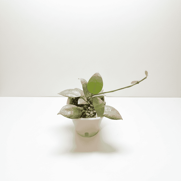 Hoya plant with variegated leaves in a white pot, indoor gardening.