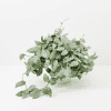 Hoya plant with variegated leaves in a white pot, perfect for indoor gardening.
