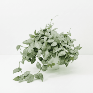 Hoya plant with variegated leaves in a white pot, perfect for indoor gardening.