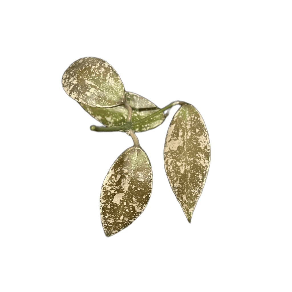 Hoya Plant Leaf Close-Up Variegated Hoya plant leaf with unique markings, perfect for indoor gardening.