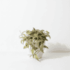 Hoya plant in white pot Hoya plant with variegated leaves in a white pot, perfect for indoor gardening.