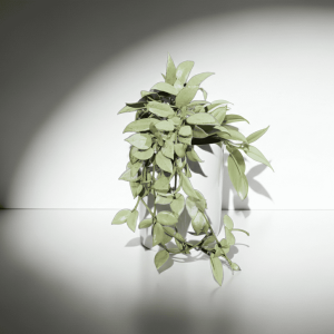 Hoya plant with green leaves in a white pot, ideal for indoor gardening.