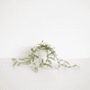 Hoya plant with trailing vines in a white pot, on a white background.