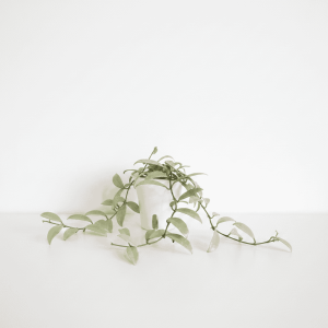 Hoya plant in white pot Hoya plant with trailing vines in a white pot, on a white background.